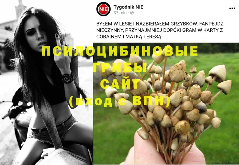 купить наркоту  дарк нет клад  Галлюциногенные грибы Magic Shrooms  Давлеканово 